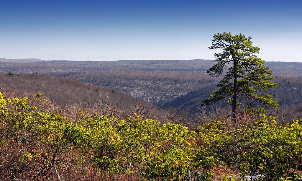 Pennsylvania's Tiadaghton State Forest.