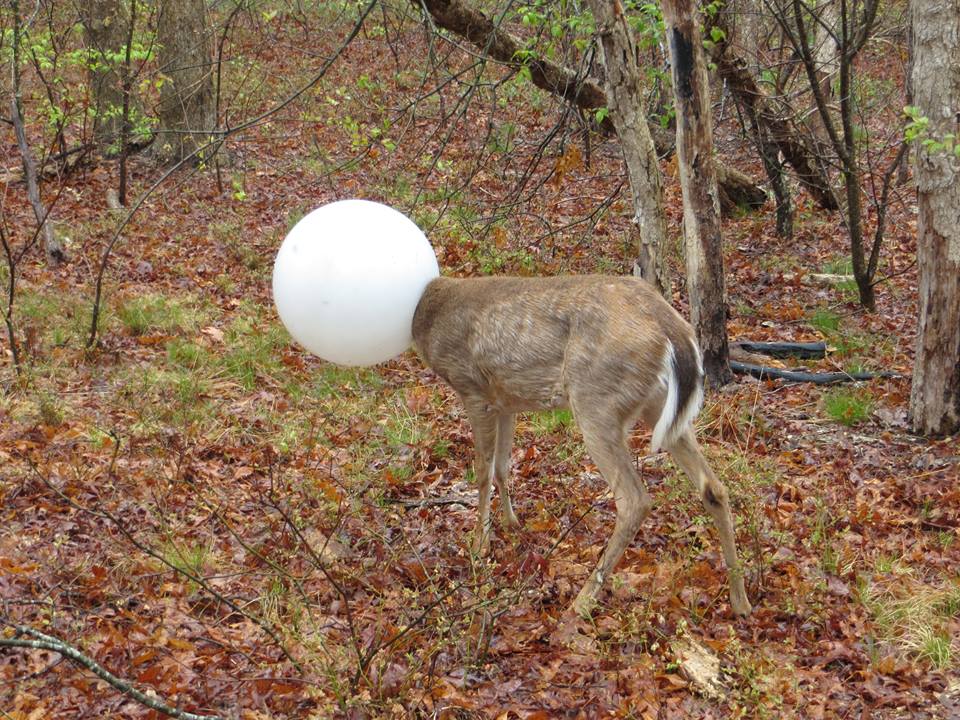 New York Environmental Conservation Officer Jeff Hull helped rescue this deer with its head stuck in a light globe. (New York Department of Environmental Conservation Photo)