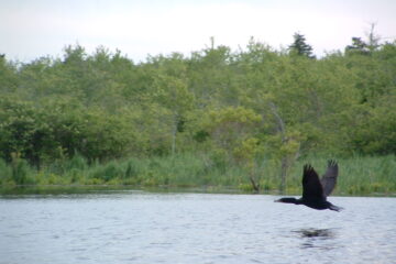 A cormorant flies above Massachusetts' North River. (Dan Mathers/Northeast Explorer Photo)