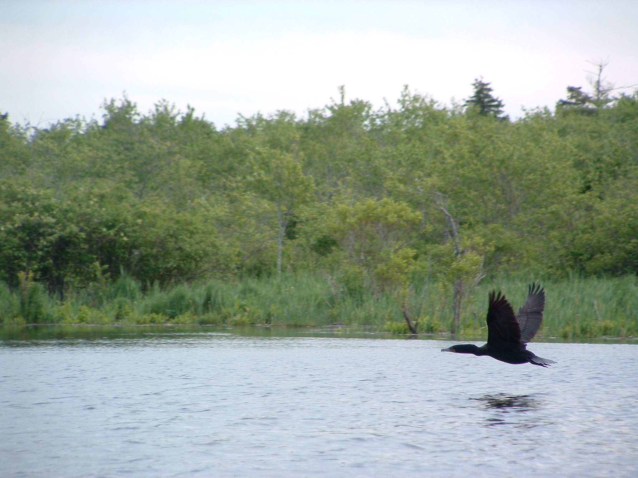 A cormorant flies above Massachusetts' North River. (Dan Mathers/Northeast Explorer Photo)