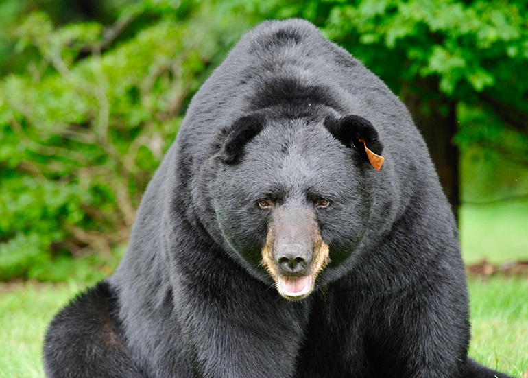 Black Bear, CT DEEP