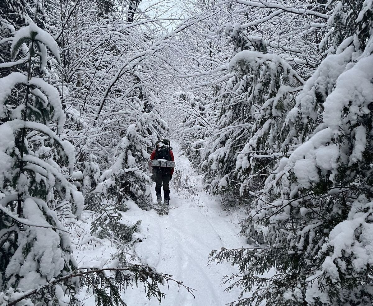 A rescuer searches for a missing hiker near Allen Mountain in New York. (NYDEC Photo)