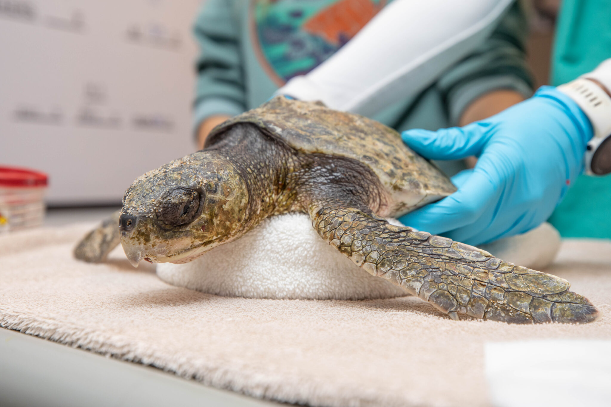 A Kemp's ridley sea turtle being examined at the New England Aquarium's sea turtle hospital. (New England Aquarium Photo)